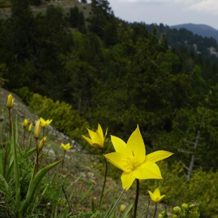 Tulipa sylvestris